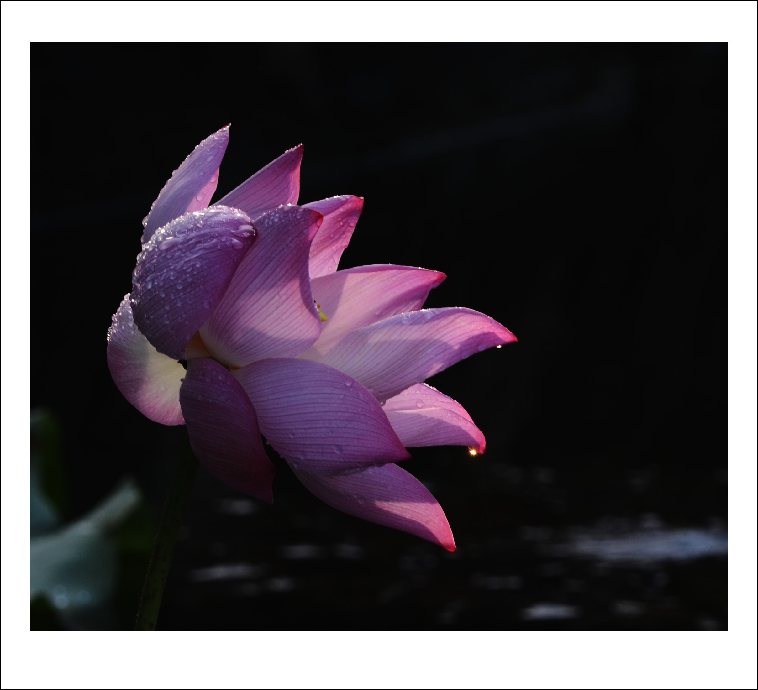 DSC_6890_conew1.jpg