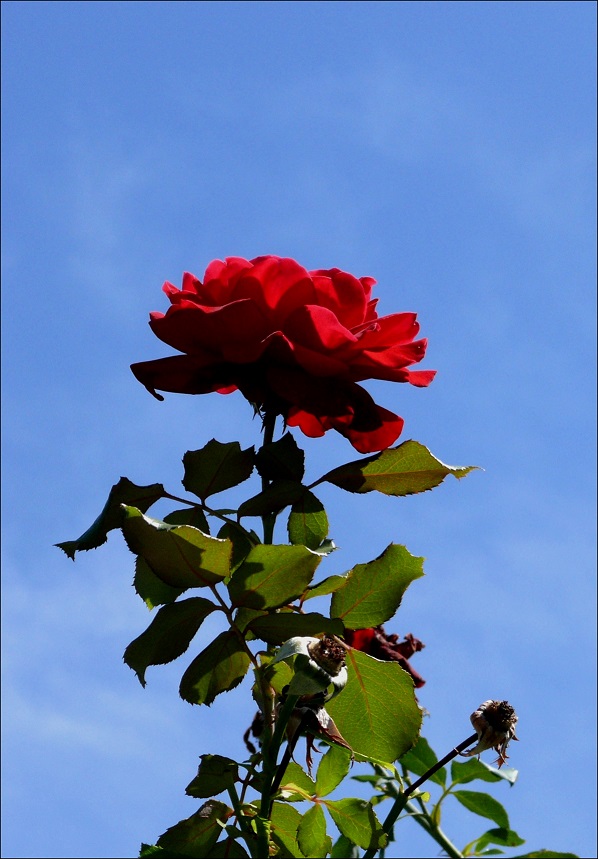 l1050530_conew5.jpg