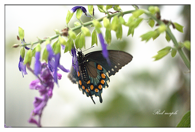 DSC_2438_����.png