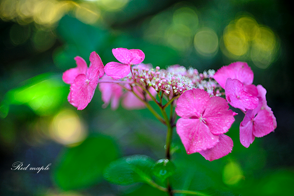 DSC_9946_����.png