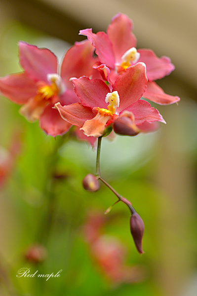 DSC_2445_����.png