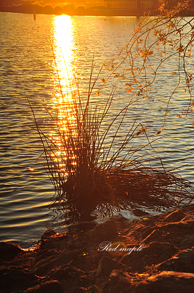 DSC_7552_����.png