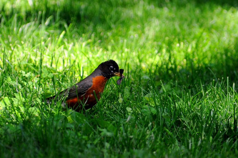 DSC_884.jpg