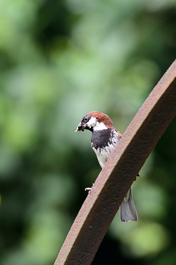_DSC9649.JPG