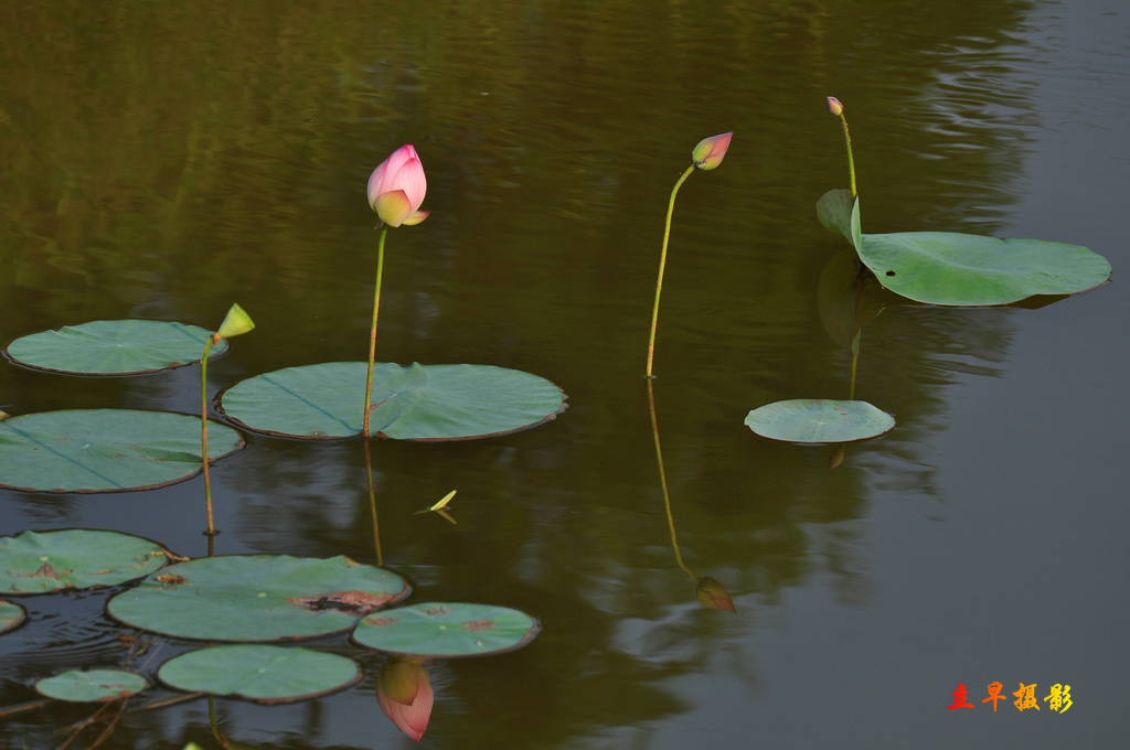 DSC_1328.JPG