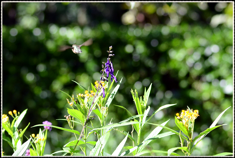 DSC_9658.jpg