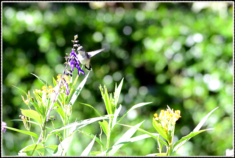 DSC_9656.jpg