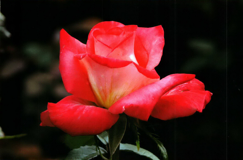 IMAG0033.jpg