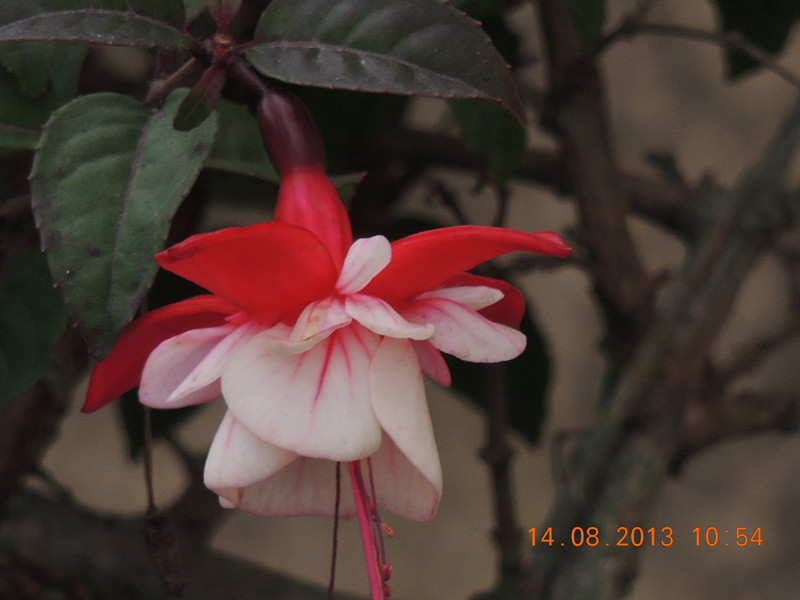 flower 471_.jpg