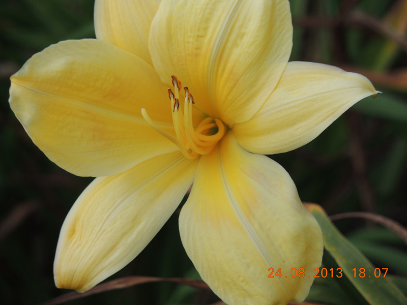 flower 692_.jpg