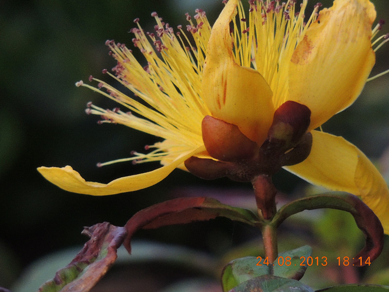 flower 710_.jpg