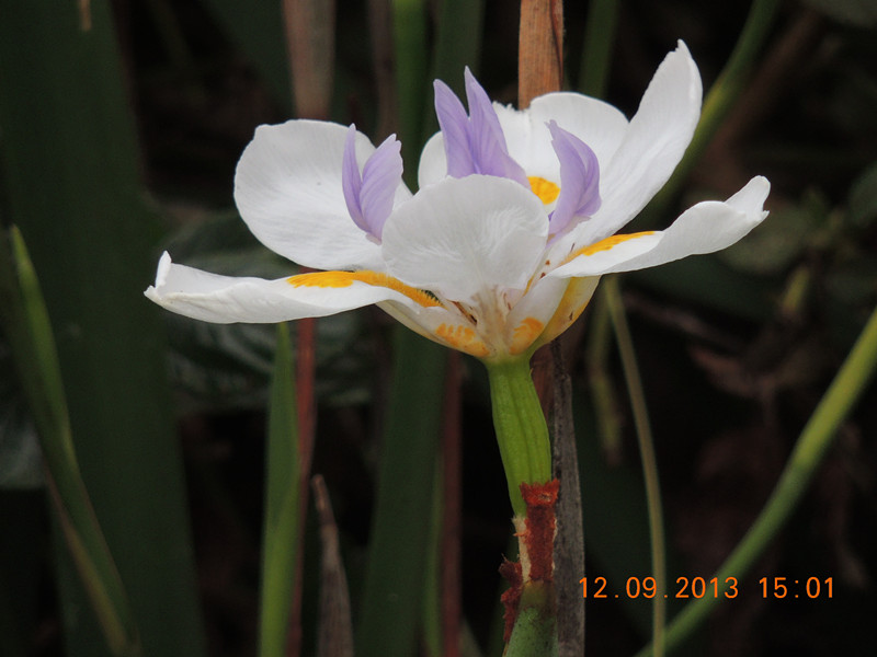 flower 898_.jpg