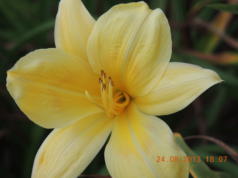 flower 693_.jpg