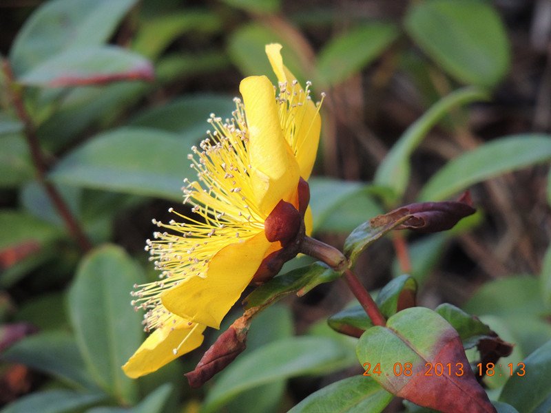 flower 709_.jpg