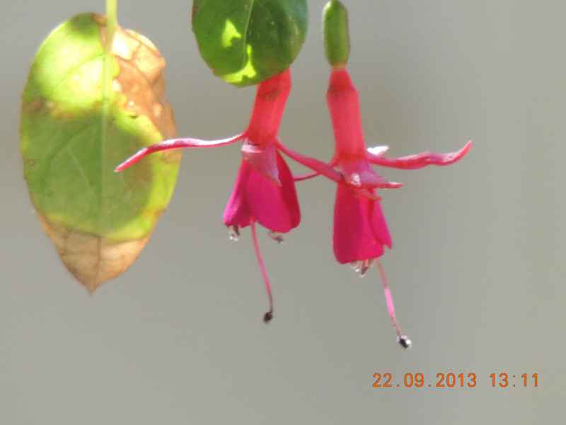 flower 1034_.jpg