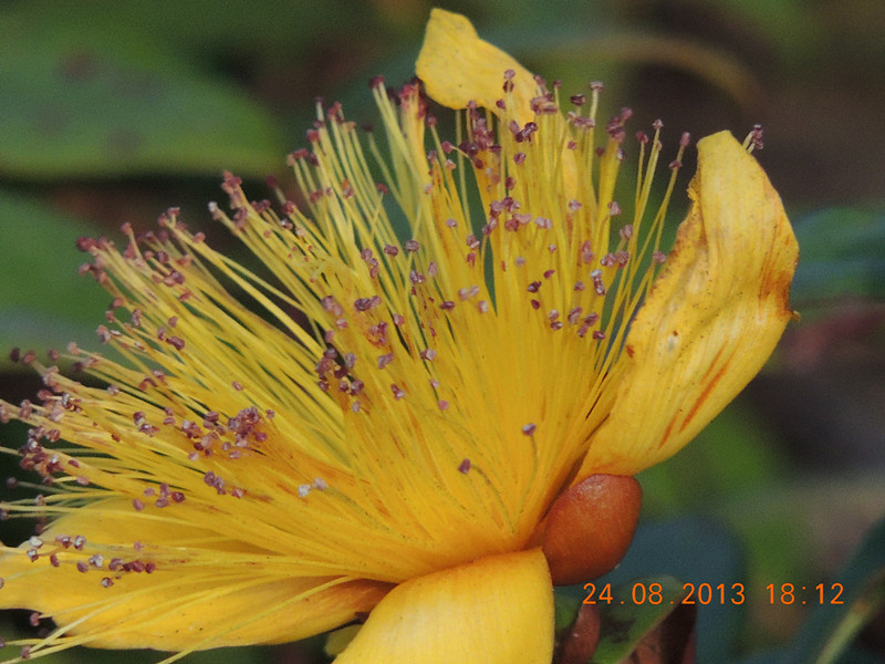 flower 703_.jpg