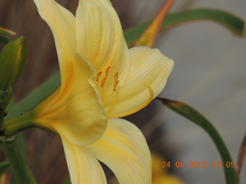 flower 684_.jpg