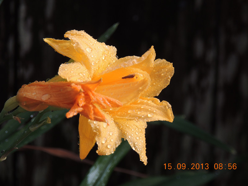 flower 928_.jpg