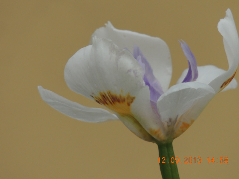 flower 881_.jpg