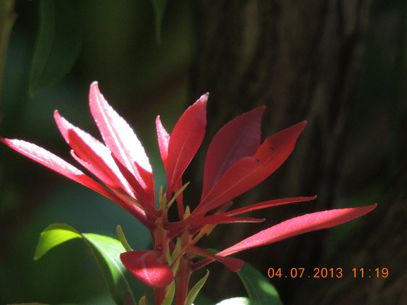 flower 098_.jpg