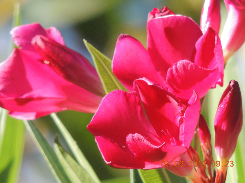 flower 804_.jpg