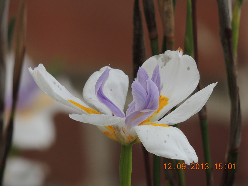 flower 895_.jpg