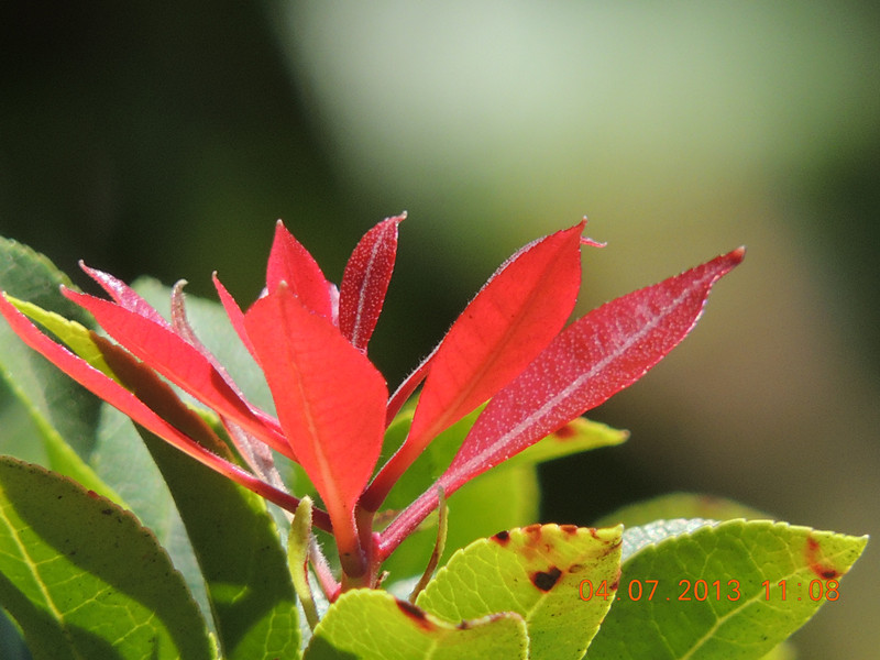 flower 079_.jpg