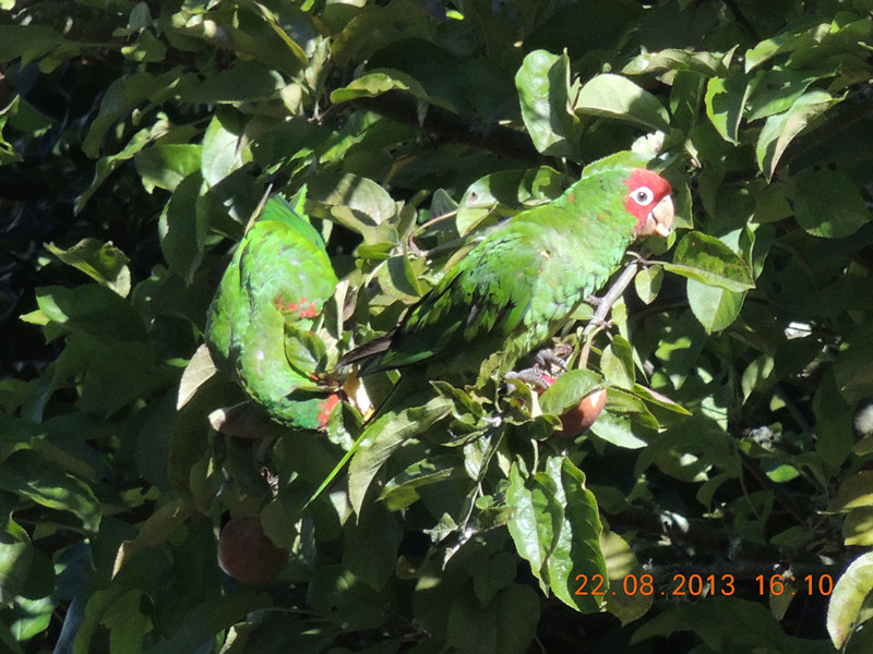 bird 305_.jpg