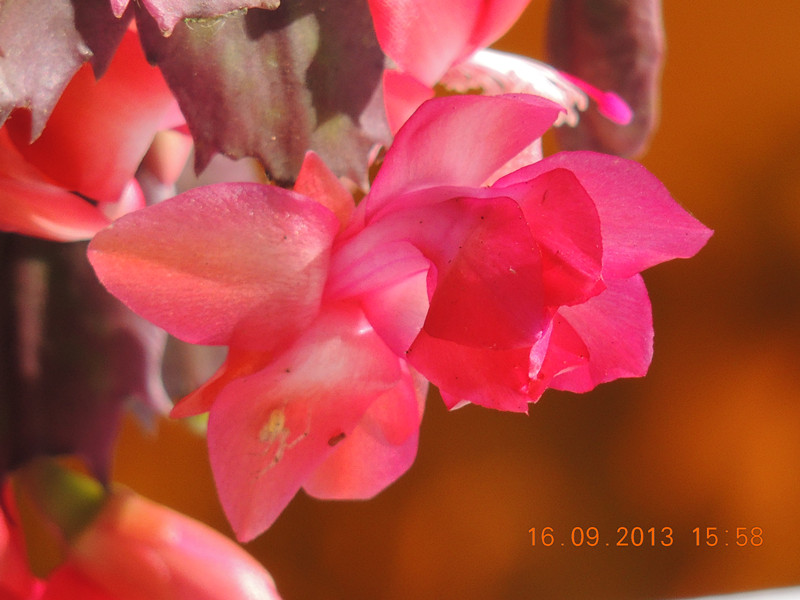 flower 934_.jpg