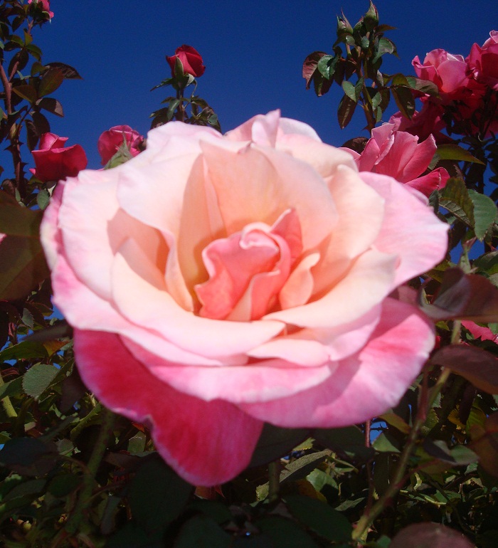 DSC03524-dz.jpg