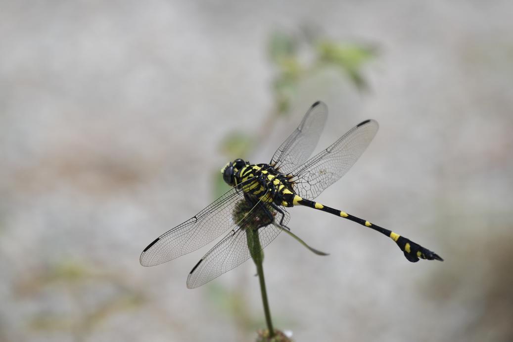 _MG_4530.JPG