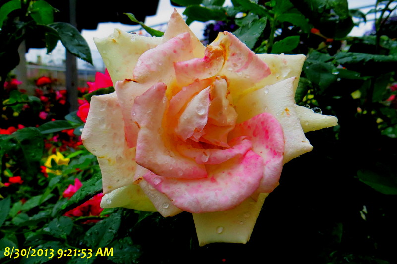 IMG_0001_4790.jpg