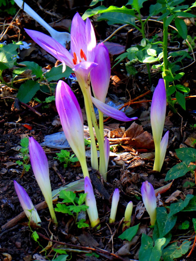 IMG_0001_5106.jpg
