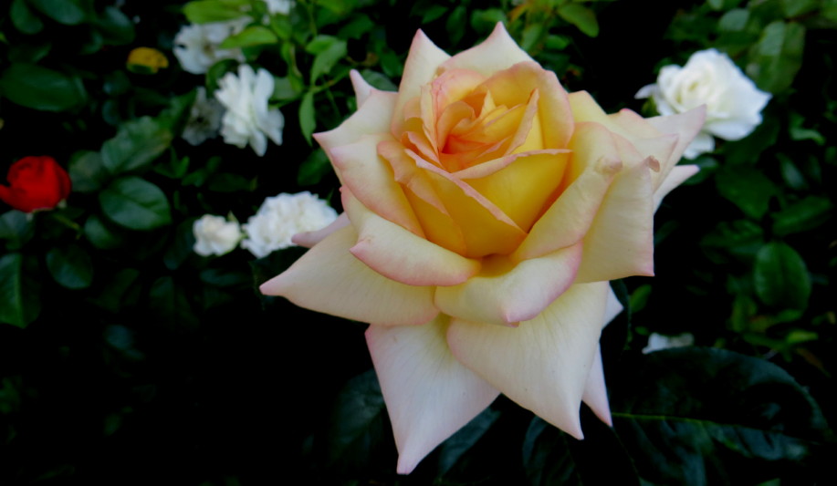 IMG_0001_4768.jpg
