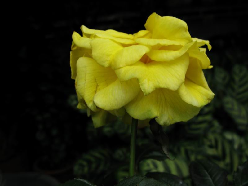 IMG_5440.JPG