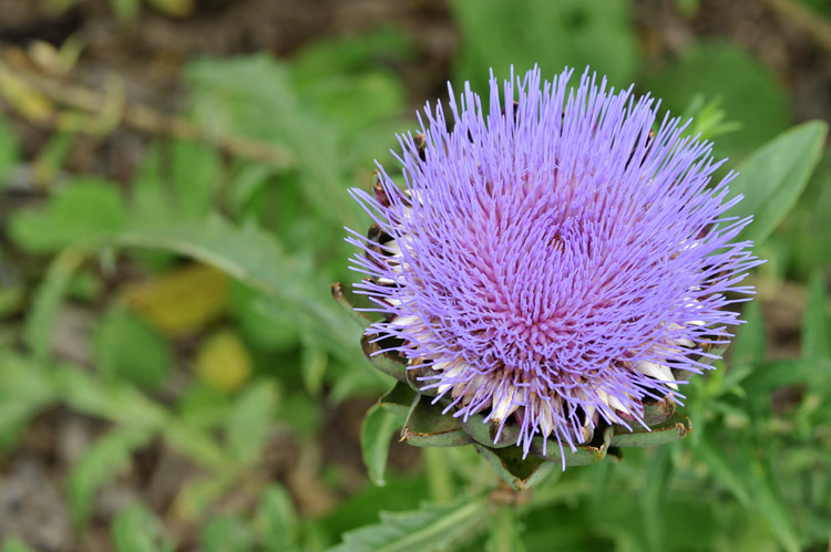 DSC_5260.jpg