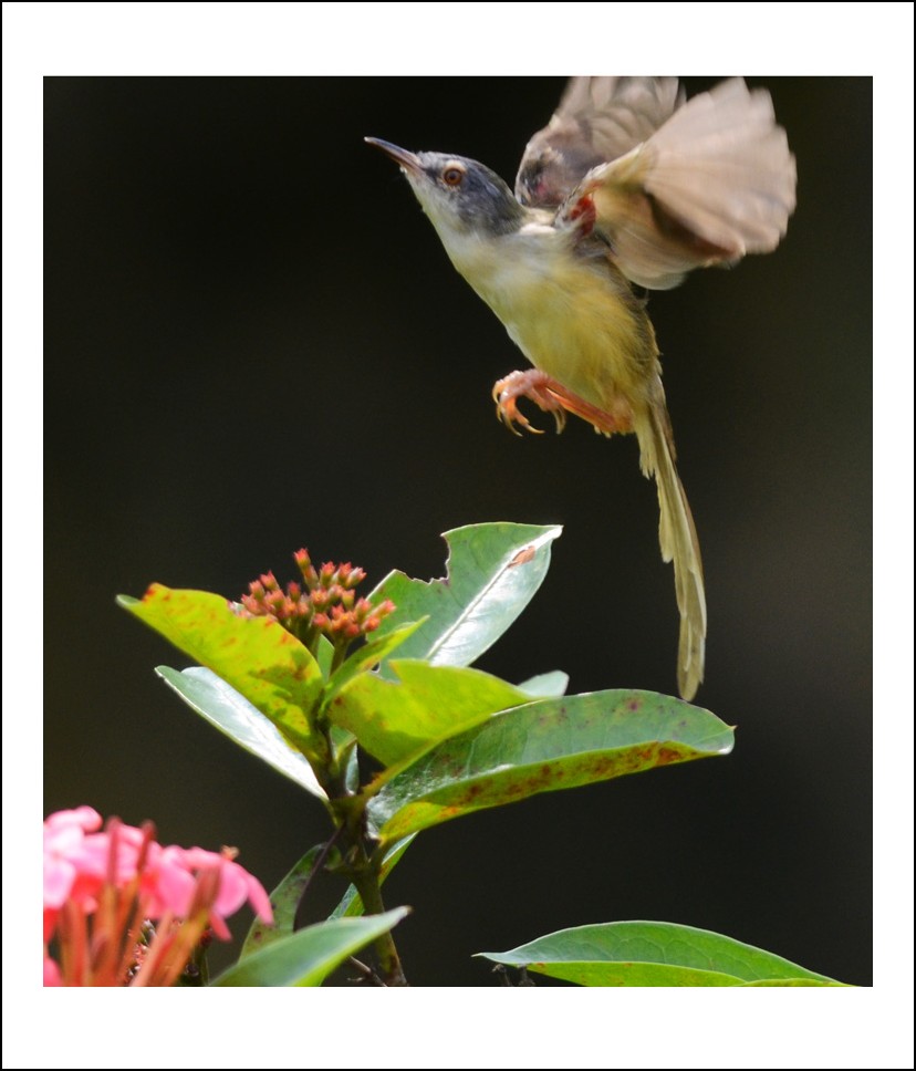 DSC_7616_conew1.jpg