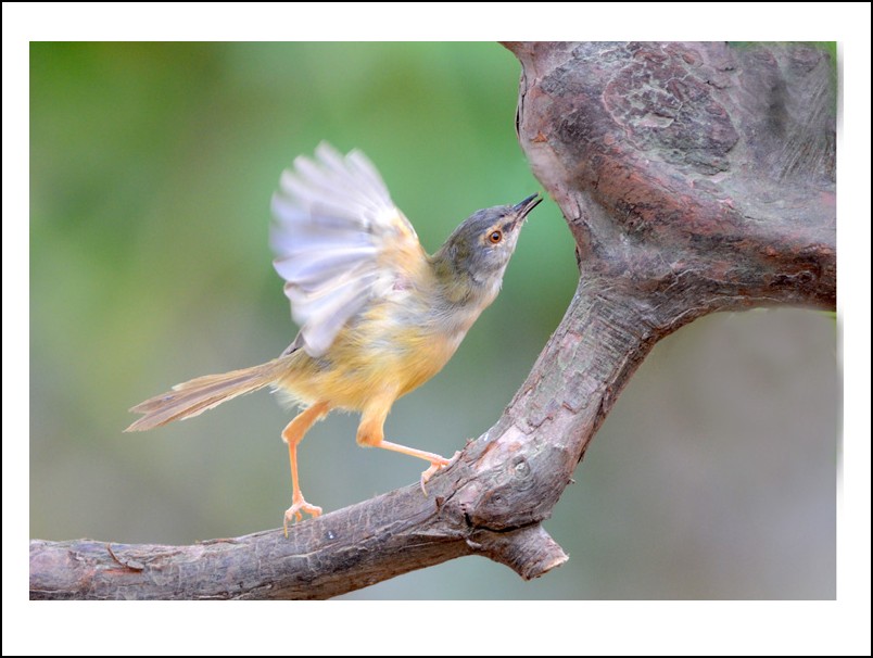 DSC_2991_conew1.jpg