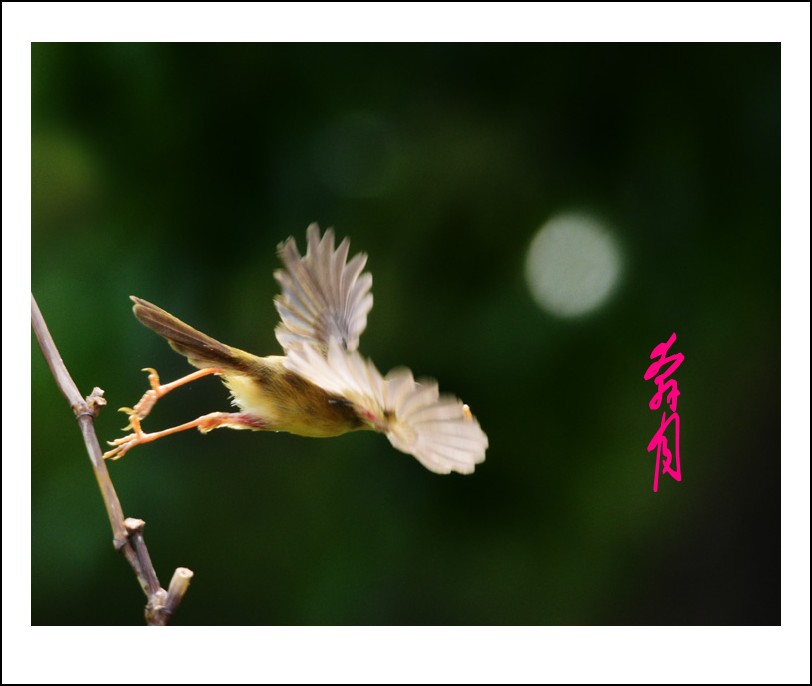 DSC_7635_conew1.jpg