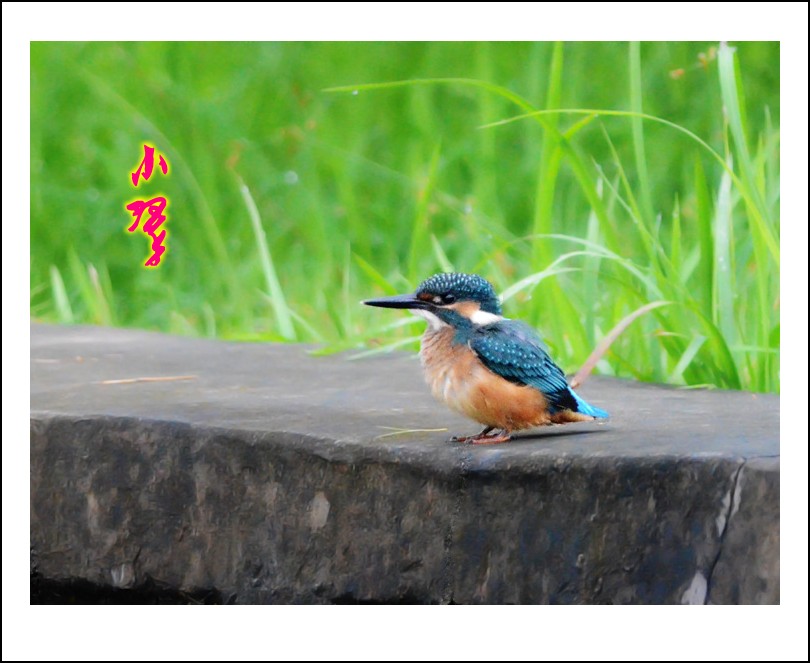 DSC_7983_conew1.jpg