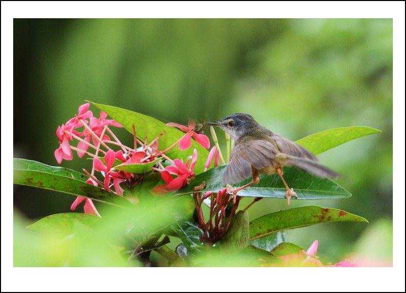 DSC_7355_conew1.jpg