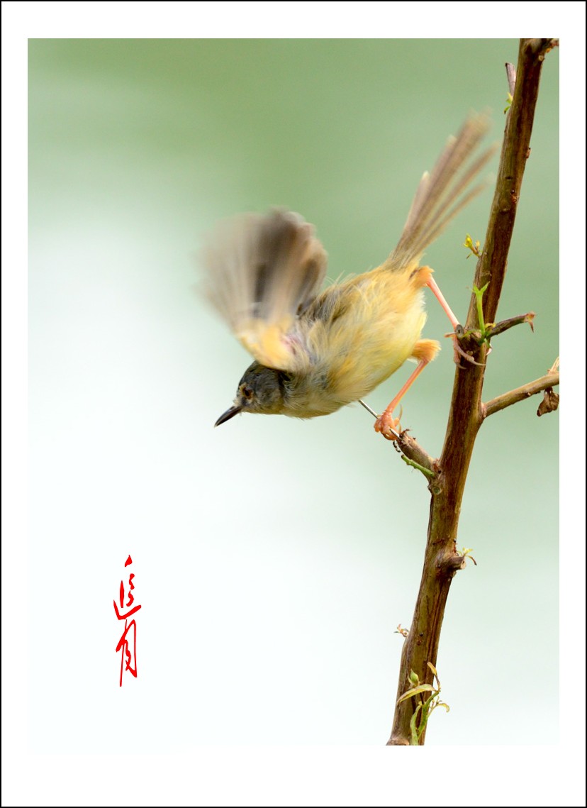 DSC_9098_conew1.jpg