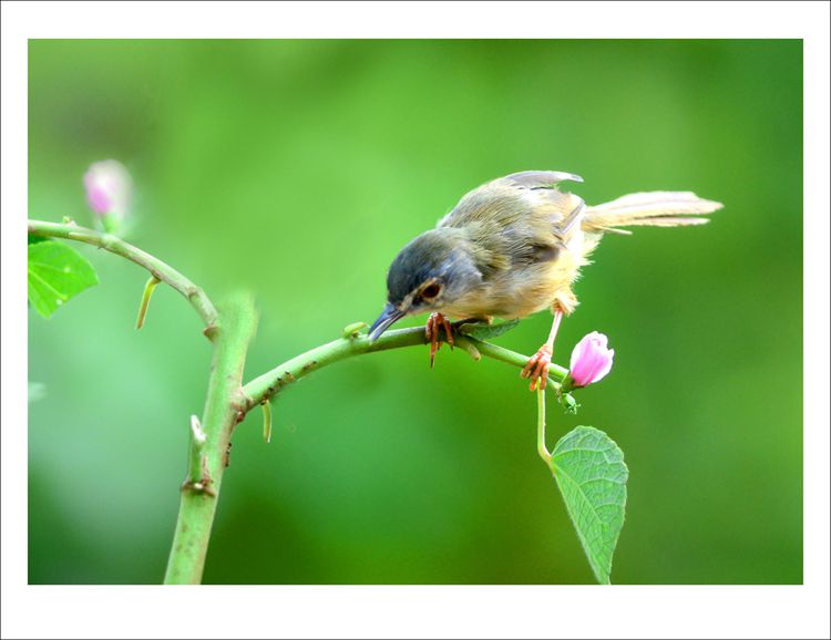DSC_1529_conew3.jpg