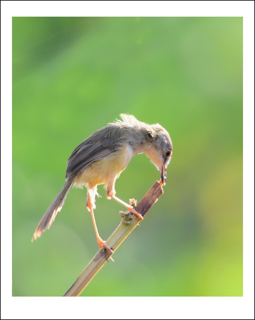 DSC_2122_conew2.jpg