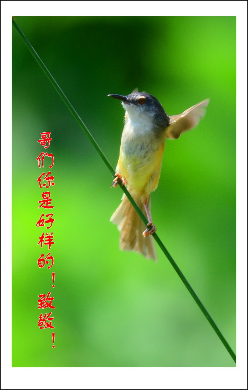 DSC_4949_conew6.jpg