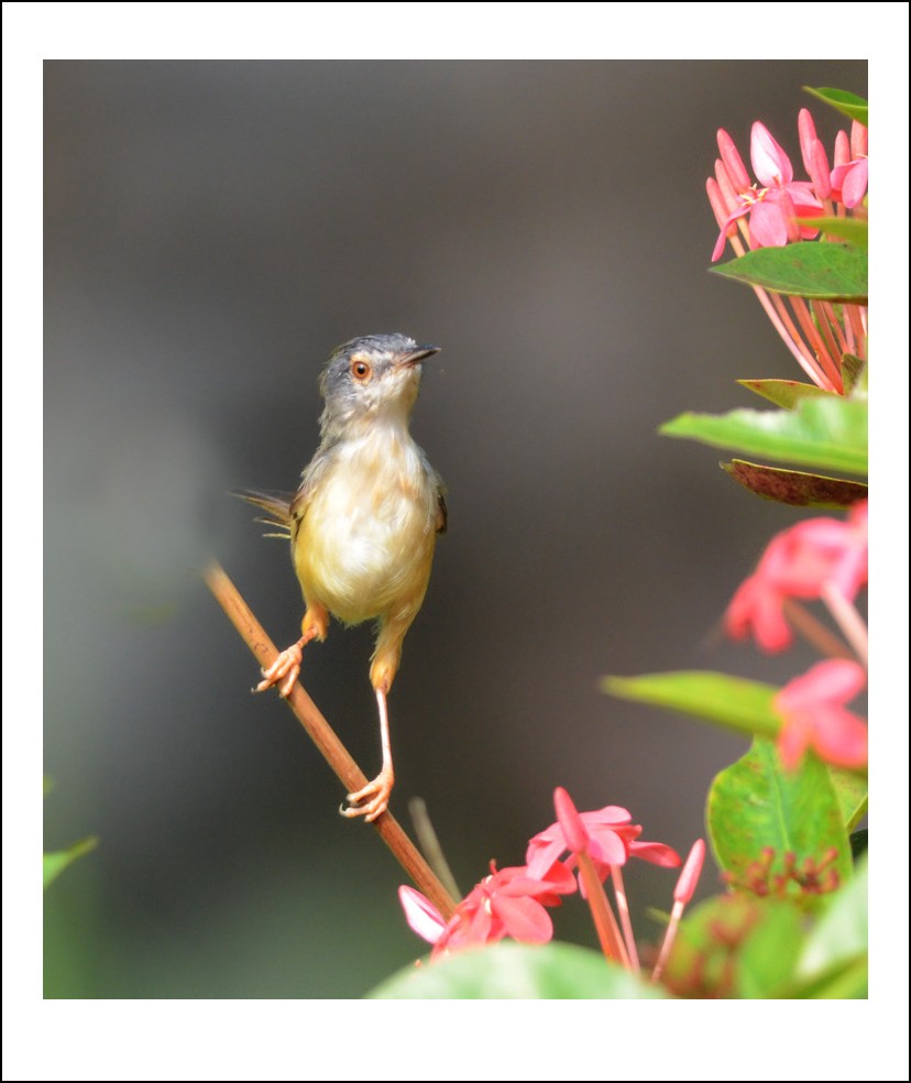 DSC_8076_conew1.jpg