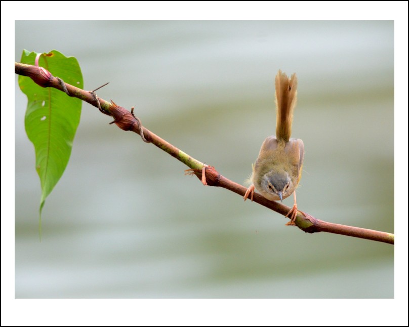 DSC_3403_conew1.jpg