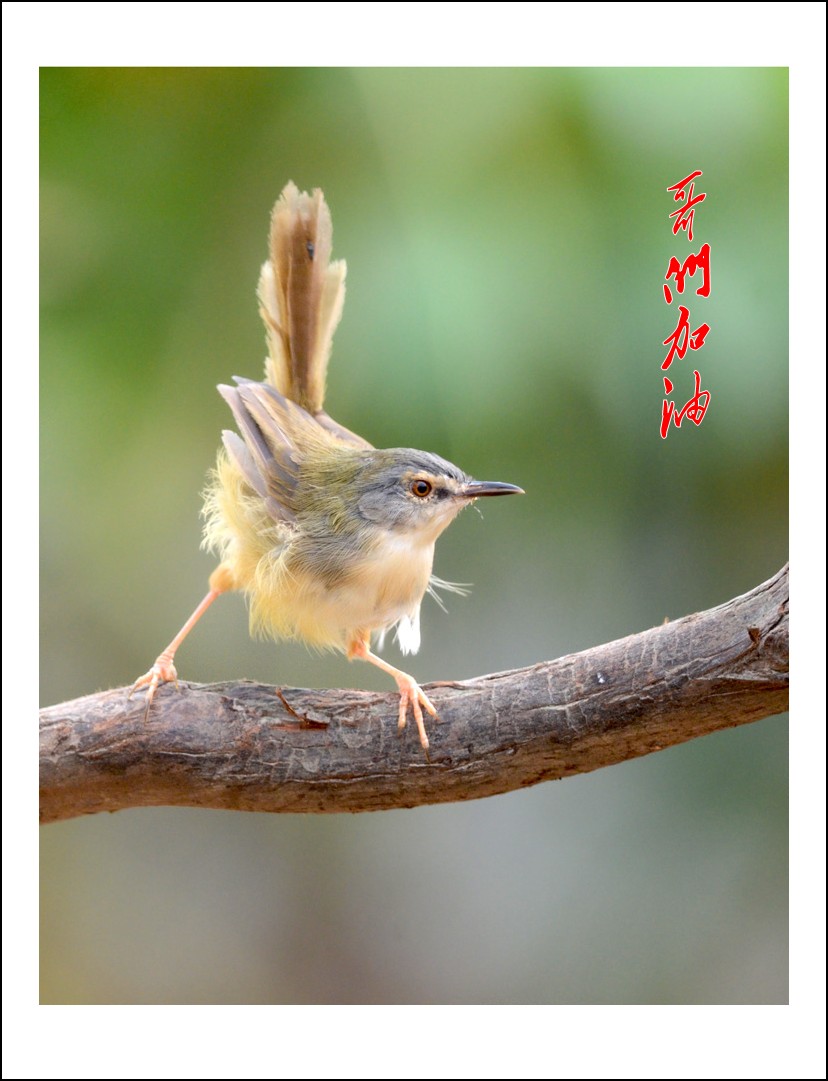 DSC_3474_conew1.jpg