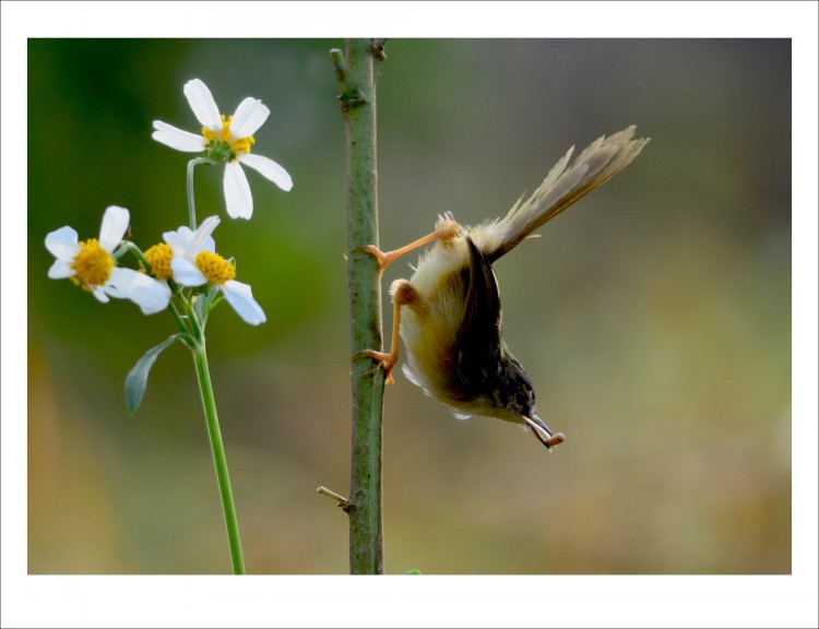 DSC_1233_conew1.jpg