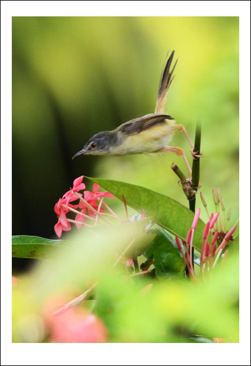DSC_7570_conew1.jpg